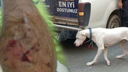 Alkollü sürücü yasaklı köpeğiyle dehşet saçtı: 1 polis yaralandı