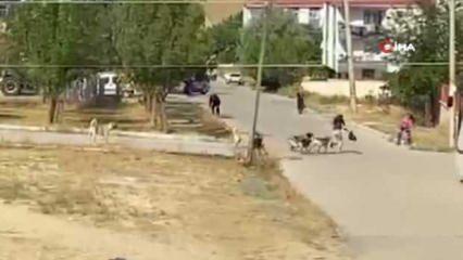 Ankara'da köpek sürüsü kız çocuğuna saldırdı! O anlar kamerada