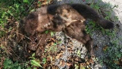 Arabanın &ccedil;arptığı yavru ayı yaşamını yitirdi