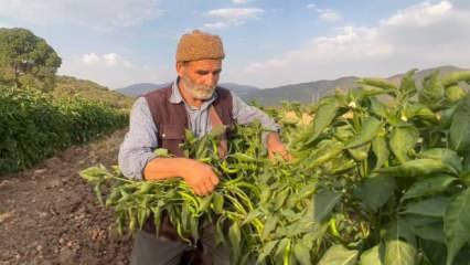 Bingöl’de 16 yıldır kiraladığı tarlalarda sebze yetiştirip geçimini sağlıyor 