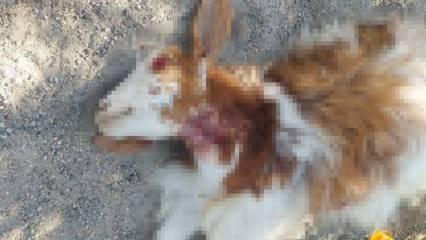 Daha &ouml;nce &ccedil;ocuklara saldırmışlardı! Sokak k&ouml;pekleri 3 ke&ccedil;iyi par&ccedil;aladı