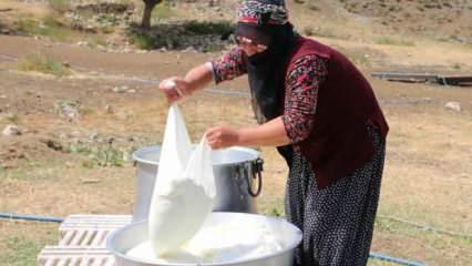 Kahvaltı sofralarının gözde lezzeti: Erzincan tulum peyniri