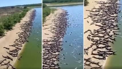 Brezilya'da korkutan görüntü: yüzlerce timsah karaya çıktı!