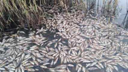Obruk Gölü’nde yüzlerce balık öldü