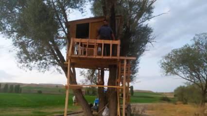 Sivas’ta çobanların güvenle kalabilmesi için ağaca ev yaptılar