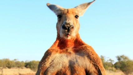 A﻿vustralya'da bir adam, besleyip büyüttüğü kangurusu tarafından öldürüldü
