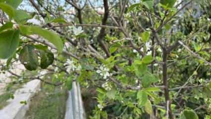 Çanakkale'de ikinci kez çiçek açan erik ağacı şaşırttı