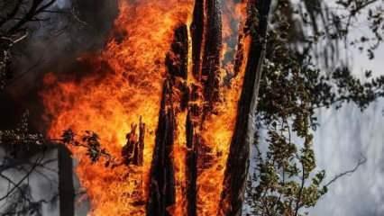 Fransa'daki yangında 3 bin 400 hektar yeşil alan zarar gördü