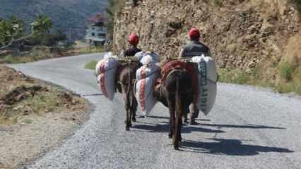 Günlüğü 500 TL! Aydın'ın sarp arazilerinde çiftçilerin imdadına yük hayvanları koşuyor
