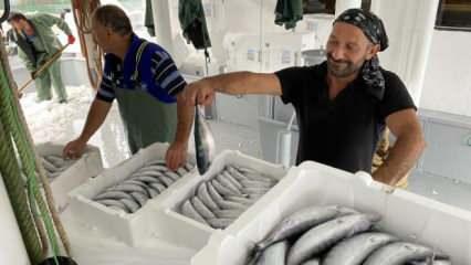 Karadenizli balıkçılar binlerce kasa palamutla döndü