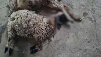 Sinop’ta sokak köpeği dehşeti! Korkup kaçan kadının kolu kırıldı, 4 koyun da telef oldu
