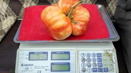 Ağırlığı bir kiloyu aşan dev Sason domatesi tezgahlarda yerini aldı