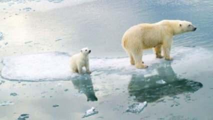 Bilim insanları 210 milyar dolara kutuplarda eriyen buzları yeniden dondurmak istiyor