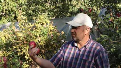 İçi kırmızı elma kanser hastalarına şifa
