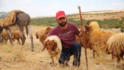 İflas eden vatandaş tek umudu olan köye taşınıp hayvancılıkla hayata tutundu