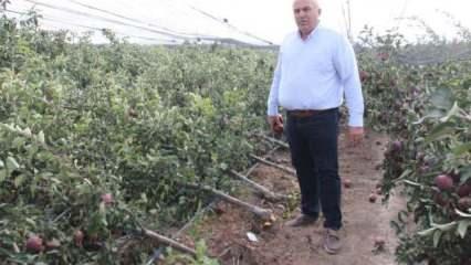 Karaman'da binlerce elma ağacı kökünden kırıldı
