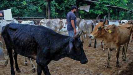 Hindistan'da virüs faciası: 100 bin sığır telef oldu