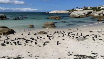 Güney Afrika kıyılarında görkemli bir doğa yolculuğu: Cape Town