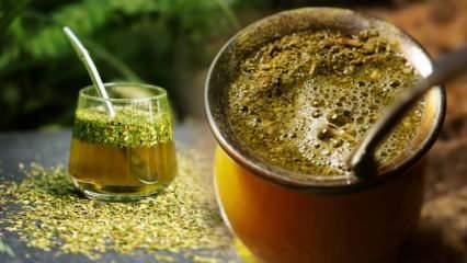 Mate çayı faydaları nelerdir? Mate çayı günde kaç bardak içilir?