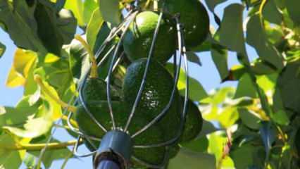 Mersin’de hırsızların gözdesi olan avokado hasadına başlandı