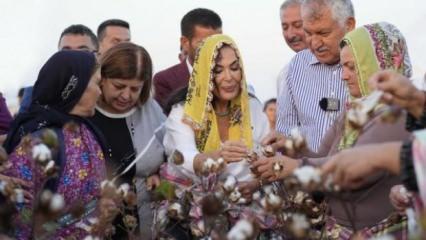 Türkan Şoray tarlada pamuk hasadına katıldı