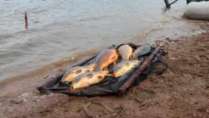 Bolu’da ürküten görüntü: Kiloluk sazan balıkları kıyıya vurdu