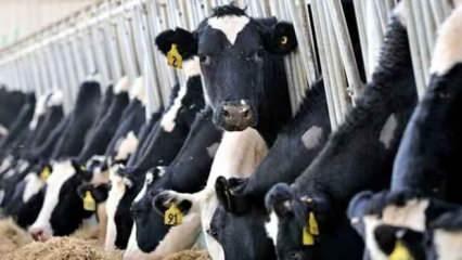 Et ve süt üretimi alarm veriyor