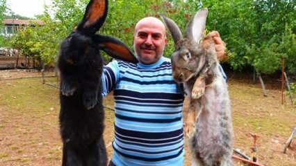 Tokat’taki devasa tavşanları görenler şaştı kaldı