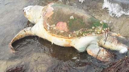 Aydın’da ürküten görüntü: Devasa deniz kaplumbağası sahile vurdu