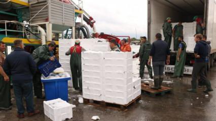 Bandırma Su Ürünleri Hali'nden çevre illere 4 bin kasa palamut gönderildi