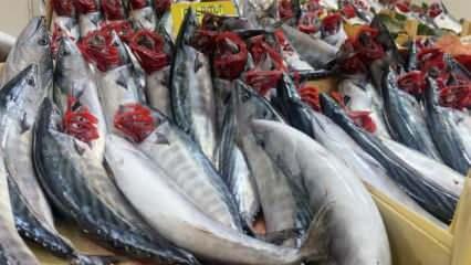 Denizlerin prensi lüfer kilosu 320 liradan satılıyor