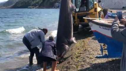 Bursa'da ağlara dev köpek balığı takıldı