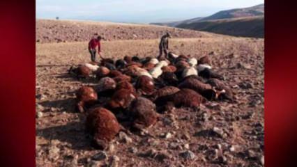 Iğdır’da meraya yıldırım düştü: 56 koyun telef oldu