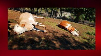 Kastamonu’da gizemli hayvan ölümleri: 15 gün içinde 5 büyükbaş hayvan telef oldu