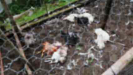 Rize'de başıboş sokak köpekleri dehşet saçtı: 17 hayvan telef oldu
