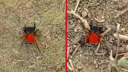 Elazığ'da uğur böceğine benzeyen zehirli 'Esus Cinnaberinus' örümceği görüldü