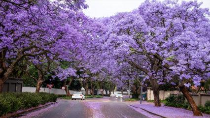 Johannesburg sokakları baharda jakaranda ağaçlarıyla süslendi