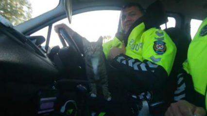Ölümden kaçan kedi polislere sığındı
