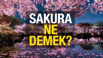 Sakura ne demek? Sakura ağacı hikayesi...