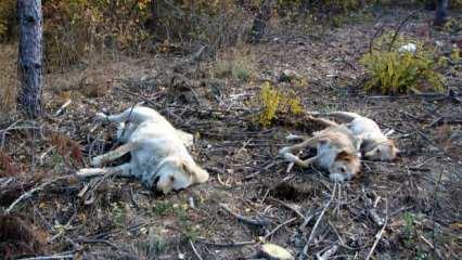 Edirne’de hayvan katliamı: 11 tavuk, 3 kedi ve 5 çoban köpeği zehirlenerek öldürüldü