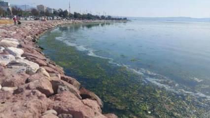 İzmir Körfezi deniz maruluyla yeşile büründü