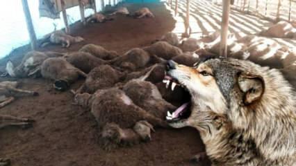 Malatya’da ağıla giren kurt sürüsü dehşet saçtı: 42 koyun telef oldu 