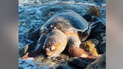 Datça’da koruma altındaki türlerden biri olan caretta caretta kıyıya vurdu