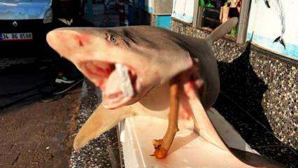 Denizi olmayan Şanlıurfa’da köpek balığı şaşkınlığı!