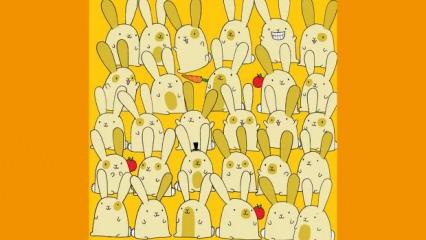 Zeka testi: Bir tavşanın ikizi yok! "Dikkatliyim" diyenlerin bile bulamadığı testi yapabilecek misiniz?