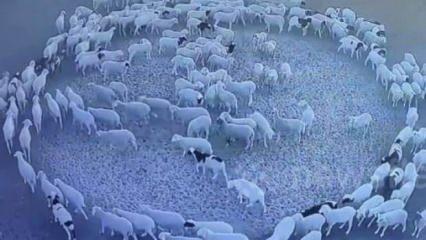 Esrarengiz olay! 12 gün boyunca dönen dev koyun sürüsünün sağlık kontrolü yapıldı