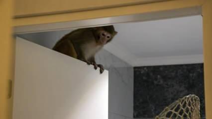 Bursa'da şaşkına çeviren olay! Evine maymun girdi