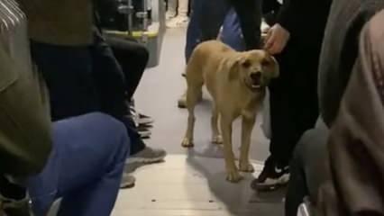Metrobüste köpek tartışması: Kadın yolcu inmek zorunda kaldı