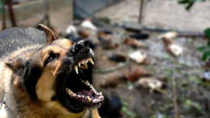Elazığ’da sokak köpekleri dehşet saçtı: 37 hayvanı parçaladılar