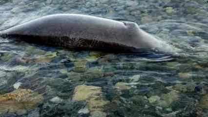 Hazar Denizi kıyılarına 700 ölü fok vurdu
